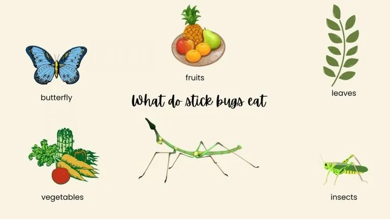 What do stick bugs eat