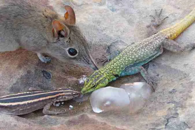 elephant shrew with other reptiles