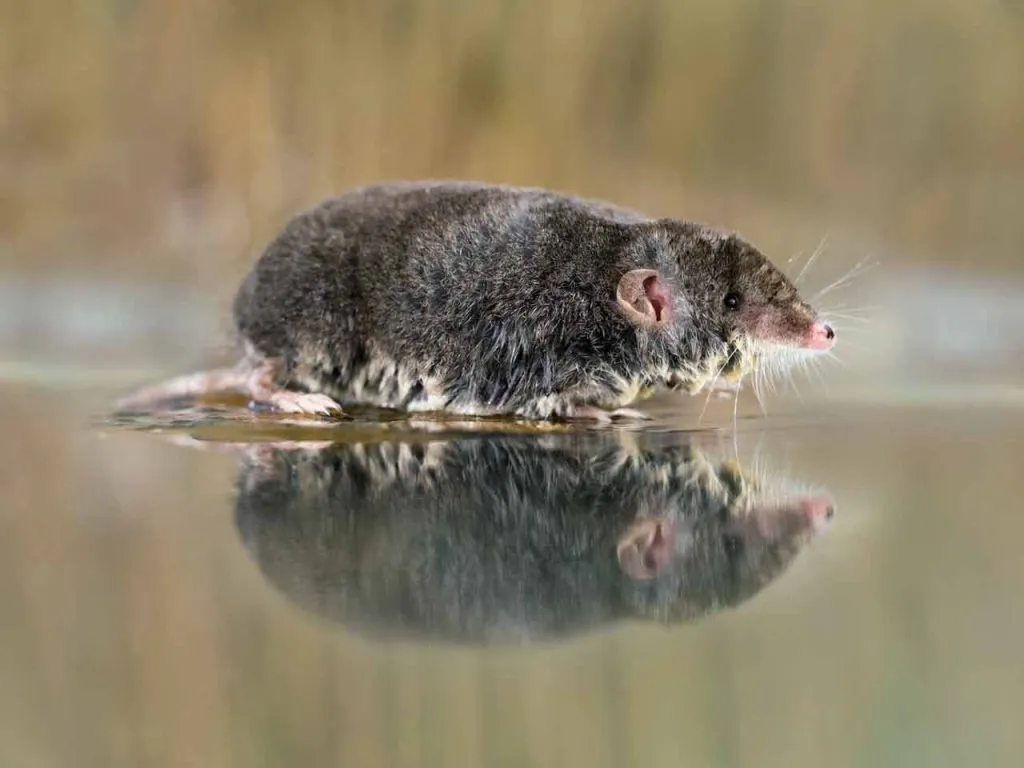 shrew-rodent