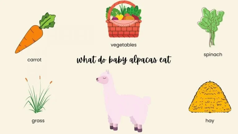 what do baby alpacas eat