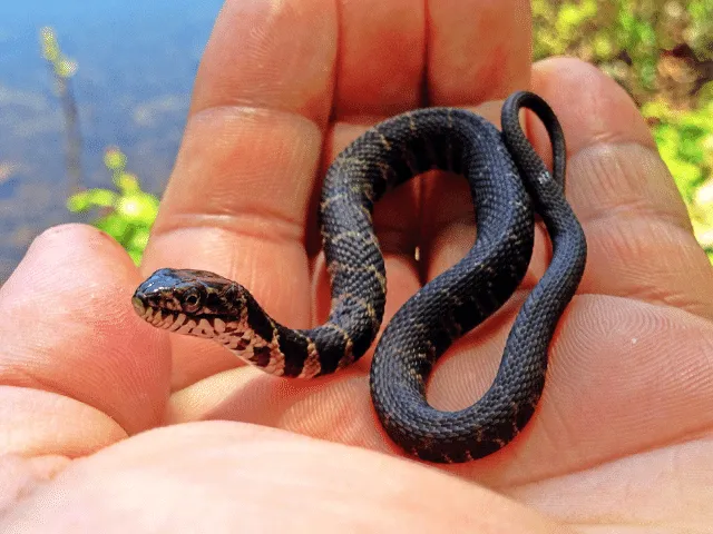 what do baby black snakes eat