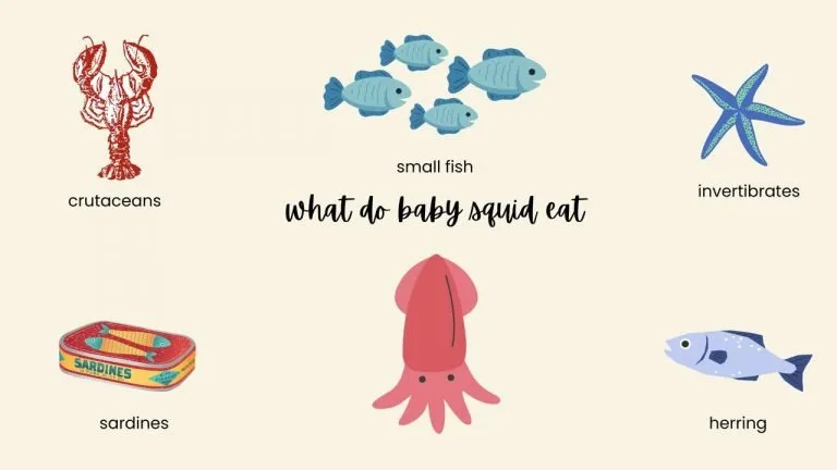 what do baby squid eat