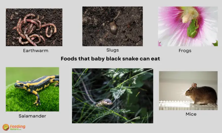 what do black garden snakes eat
