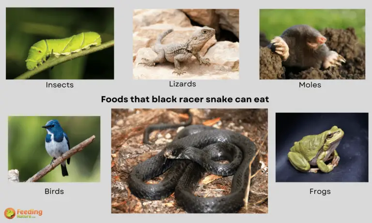 what do black racer snakes eat
