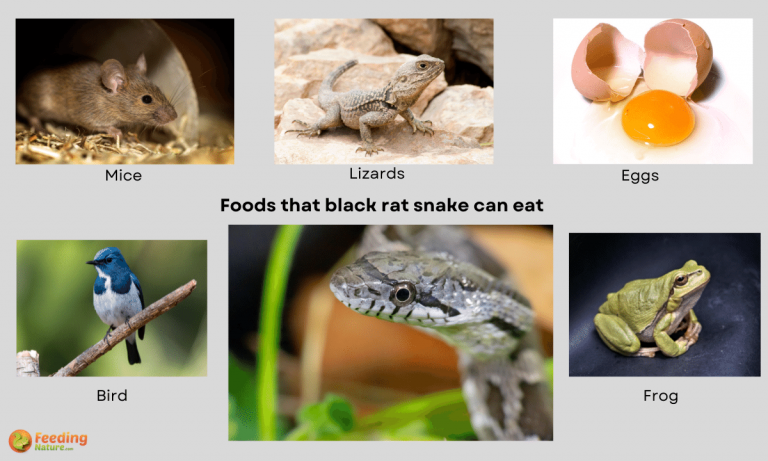 what do black rat snakes eat