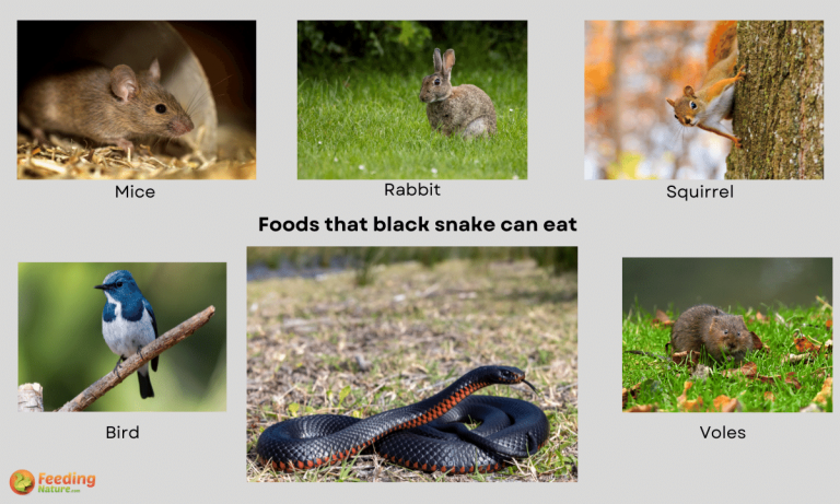 what do black snakes eat