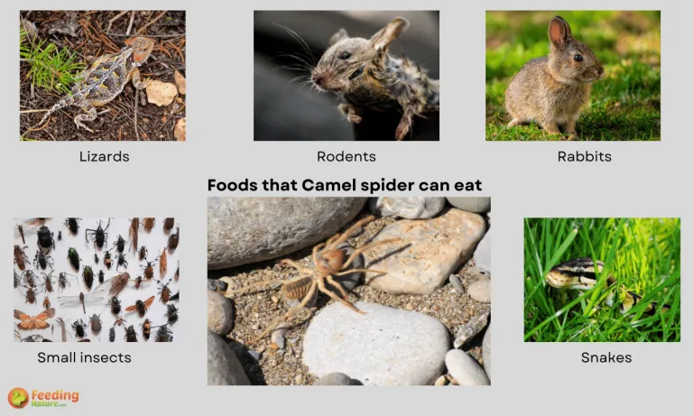 what do camel spiders eat