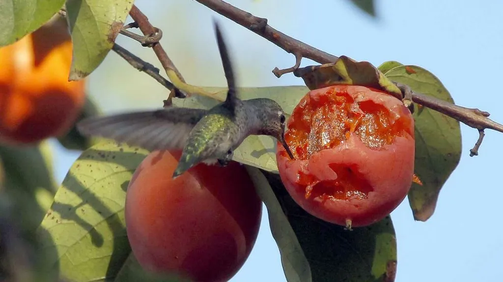 mockingbird eating