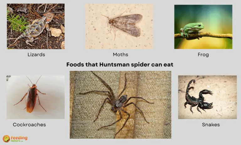 what do huntsman spiders eat