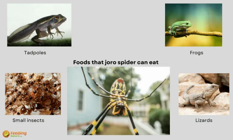 what do joro spiders eat