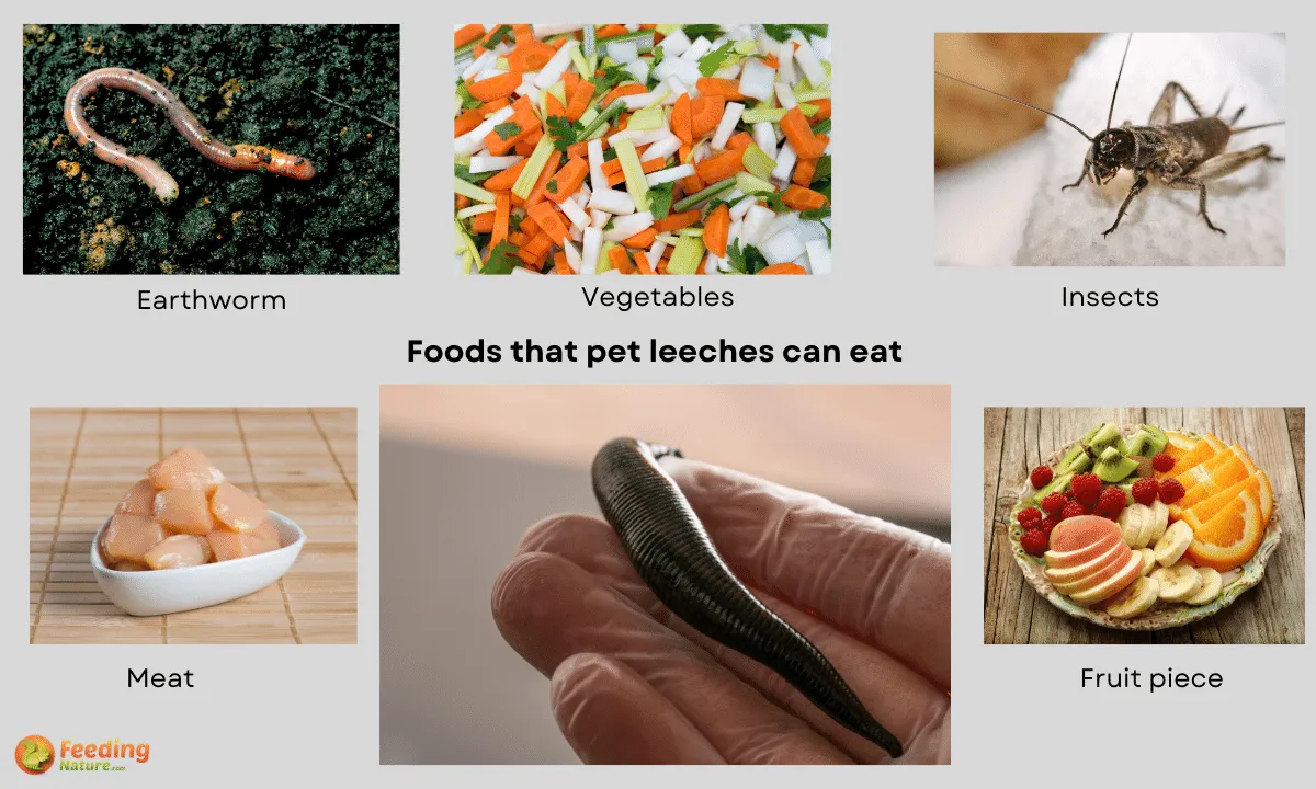 What Do Pet Leeches Eat? A Complete Guide Feeding Nature