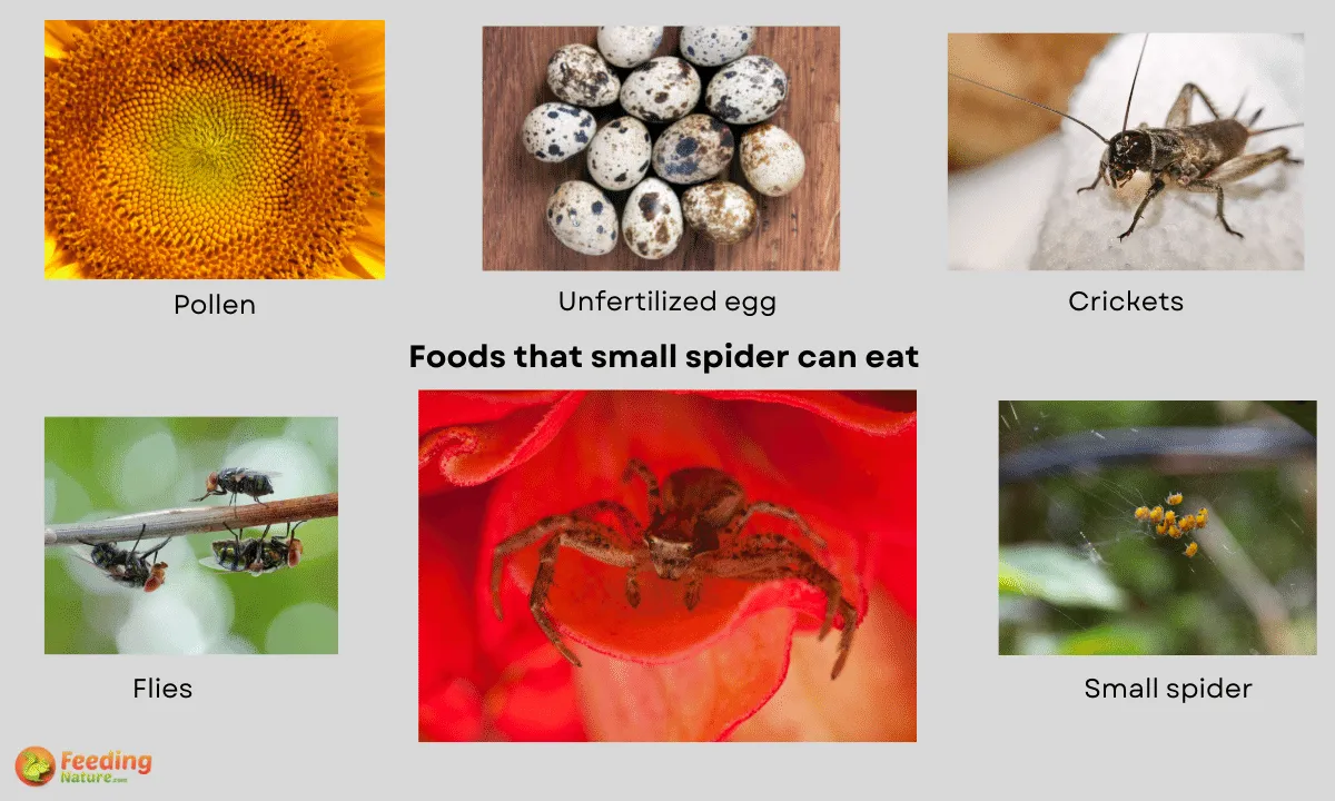 What Do Small Spiders Eat? Complete Diet Guide Feeding Nature