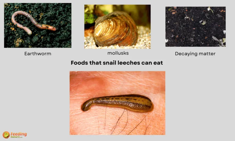 what do snail leeches eat