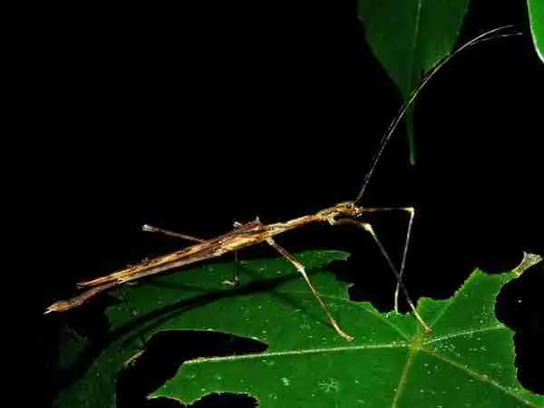 baby stick bug sitting on leaves