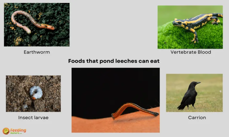 what do tiger leeches eat
