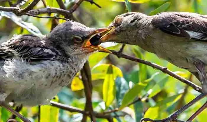 baby mockingbirds in the nest