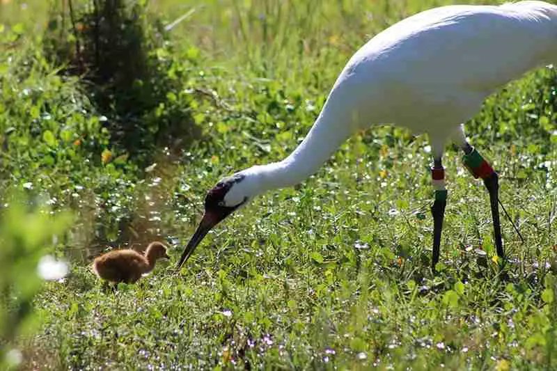 white crane with baby in the wild