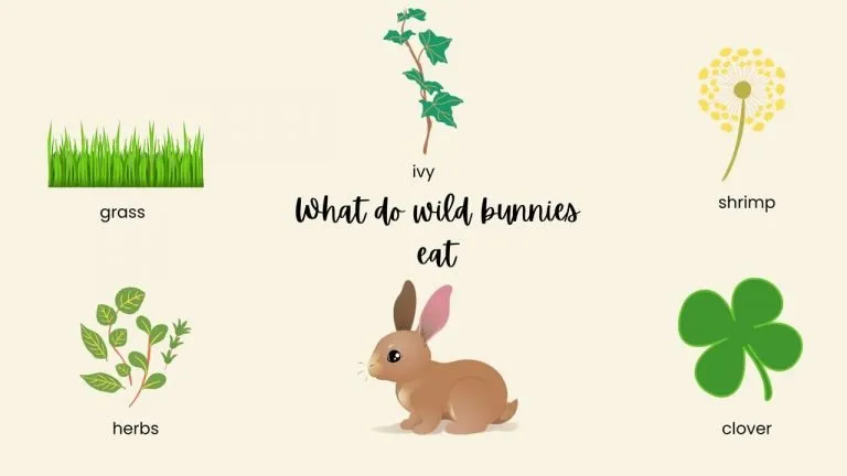 What do wild bunnies eat