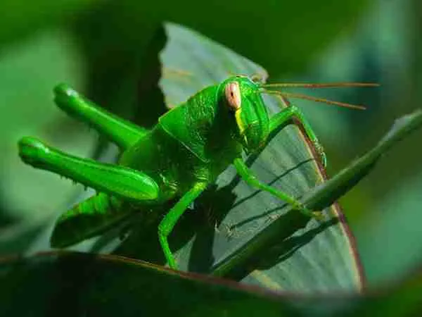 katydid sitting on plant
