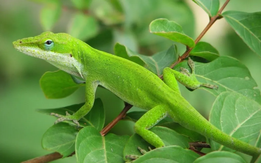 small green lizard on leaves