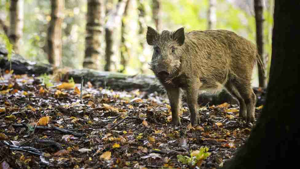 wild boars in forest
