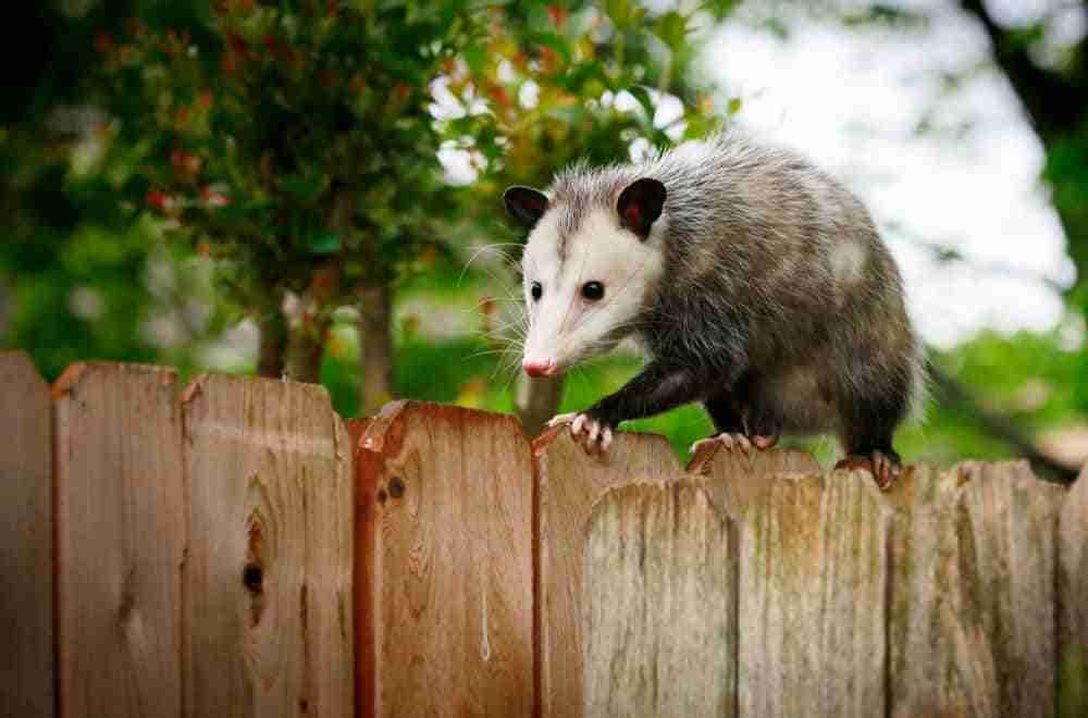 opossum in wildlife