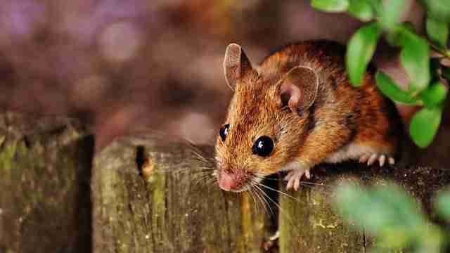 field mouse in the wild