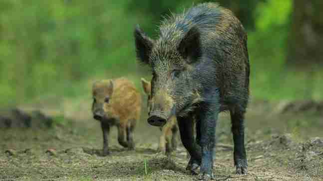 wild boar with baby in forest