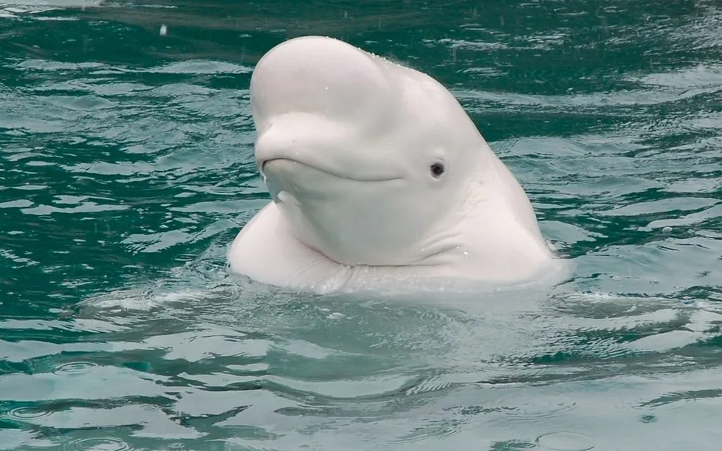 beluga whale  in water