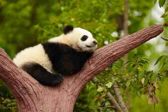 baby panda bear on tree