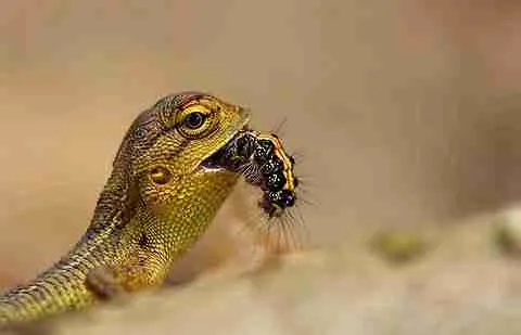 small garden lizard