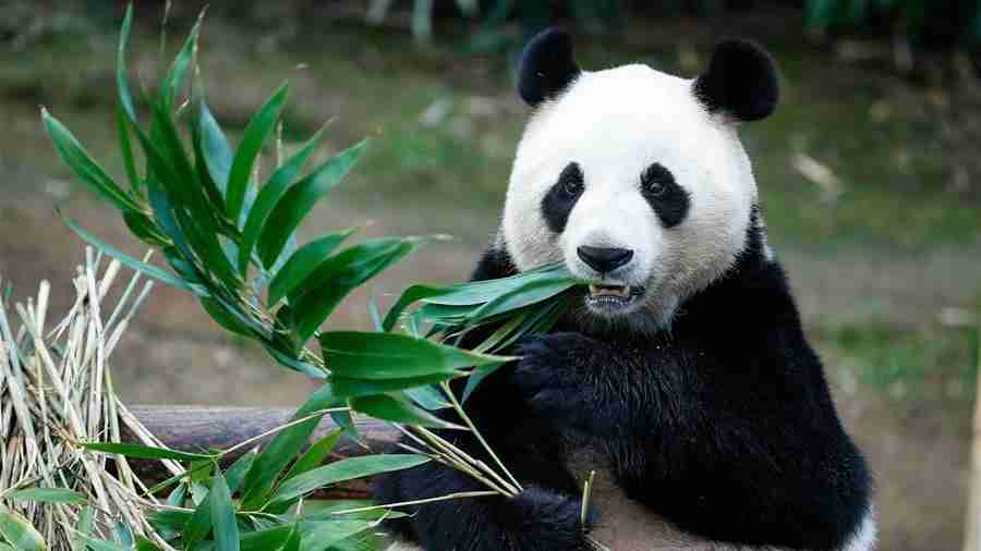 panda bear in wild life