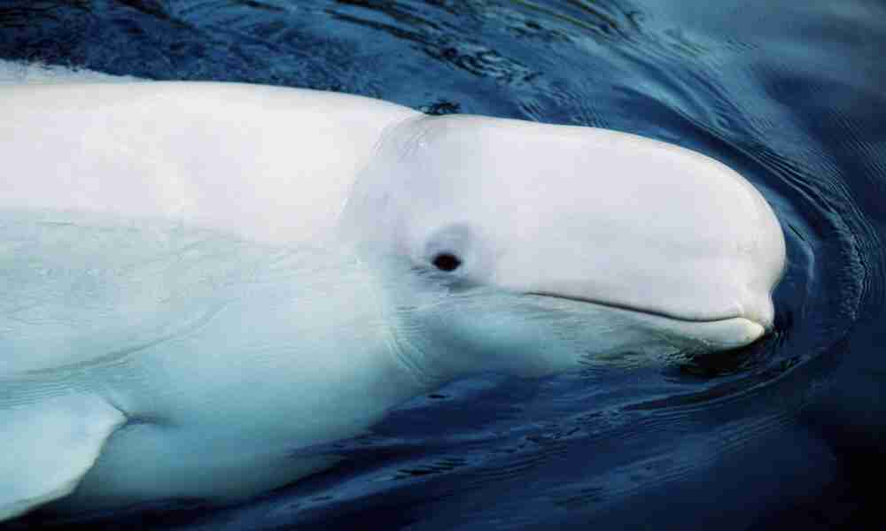 baby beluga whale in water