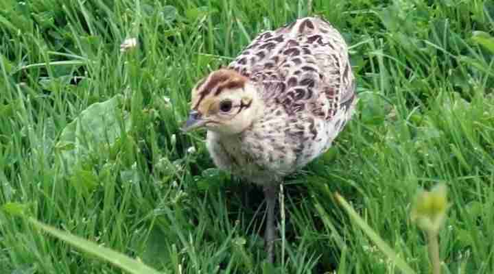 Baby Pheasant in wild