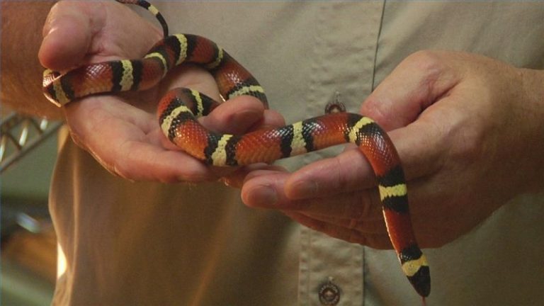 A closer look at Do Milk Snakes Eat Live Prey Daily