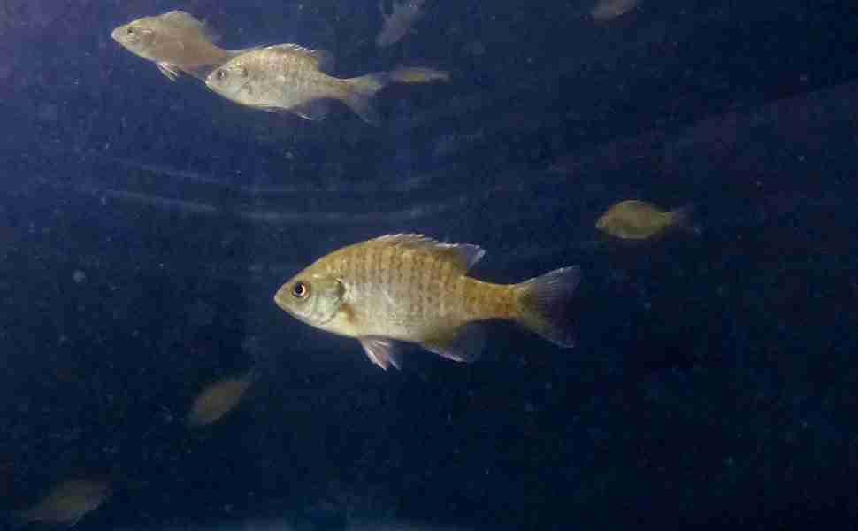 bluegill fish in deep waters