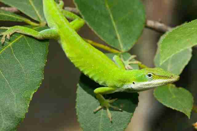 green lizard on plants