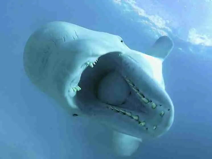beluga whale with opened mouth