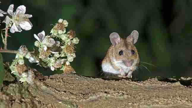 baby field mice in wild
