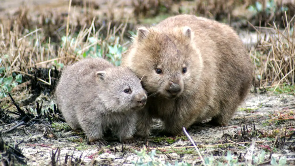 wombats with baby wombats