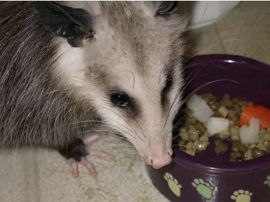 adult opossum eating 