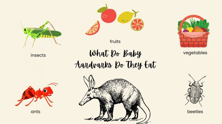 What Do Baby Aardvarks Do They Eat