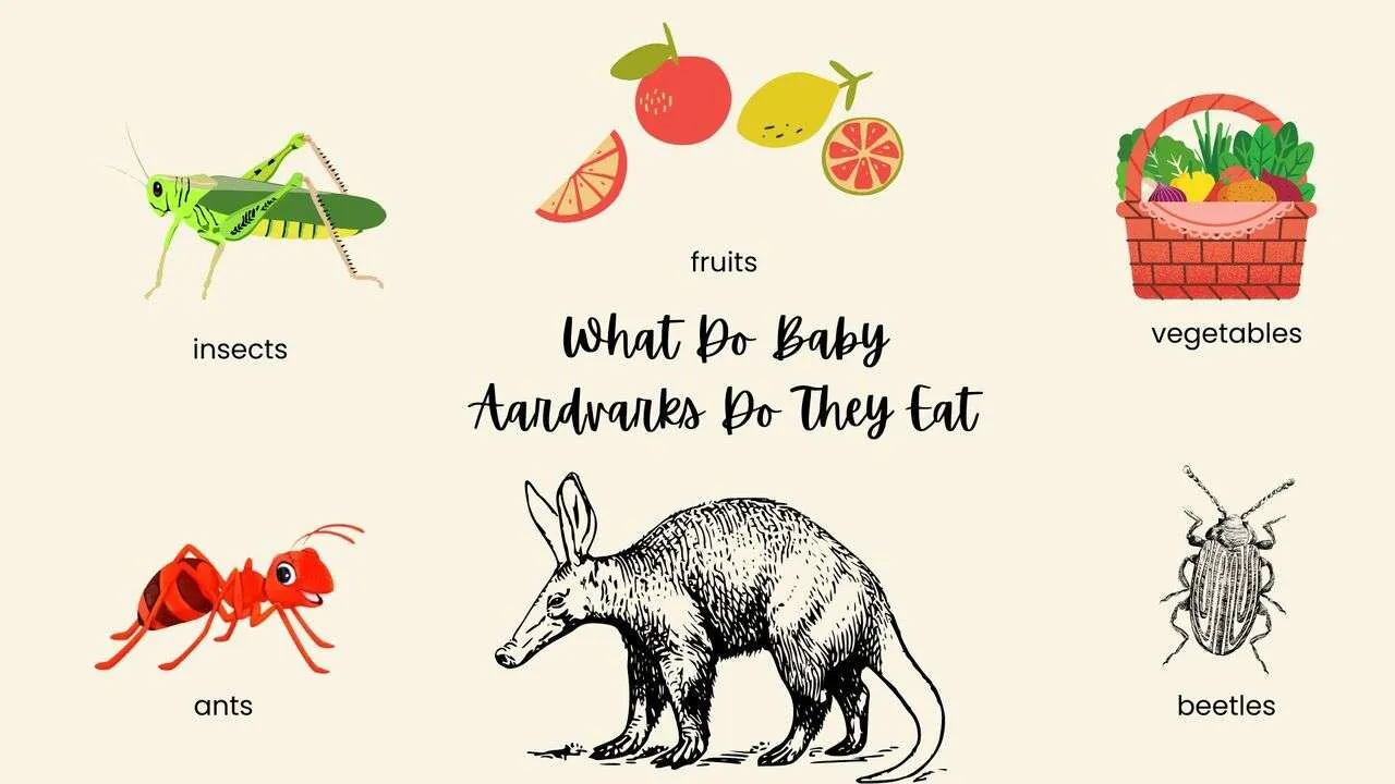 What Do Baby Aardvarks Eat?