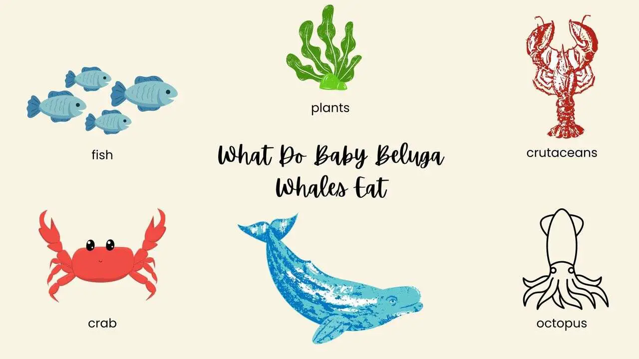 What Do Baby Beluga Whales Eat?