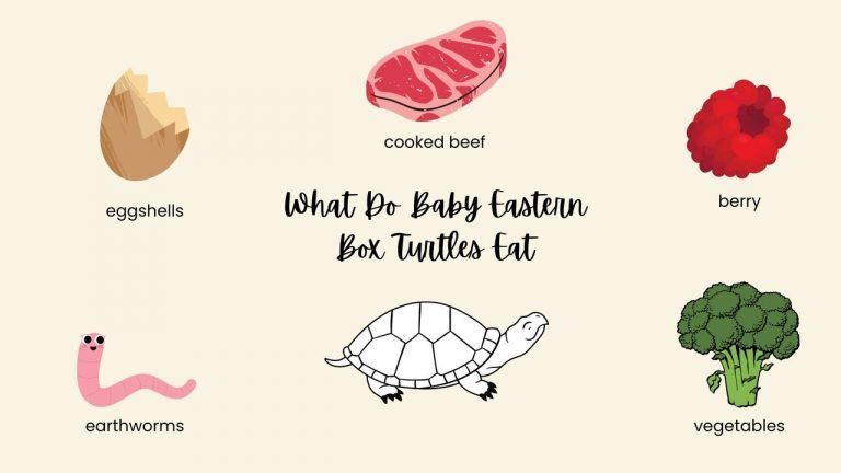 What Do Baby Eastern Box Turtles Eat