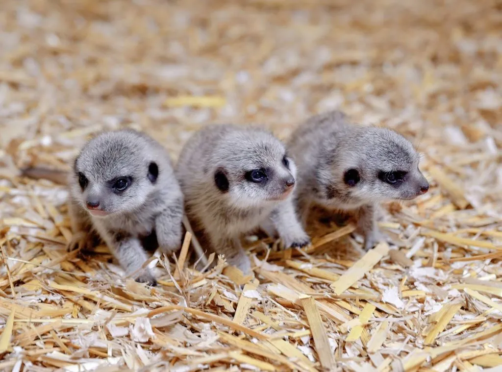 three baby mongooses