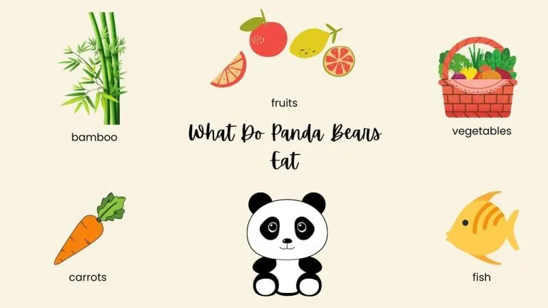 What Do Baby Panda Bears Eat