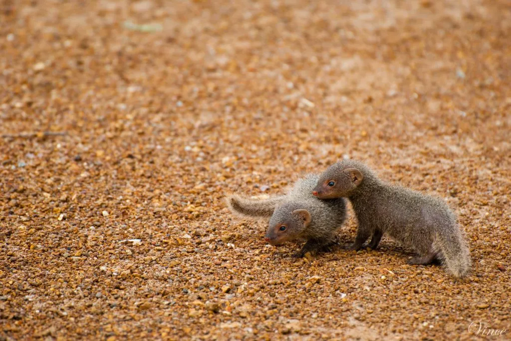 baby mongooses playing in nature