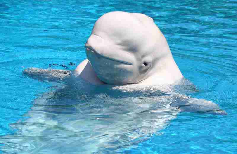 baby beluga whale in waters