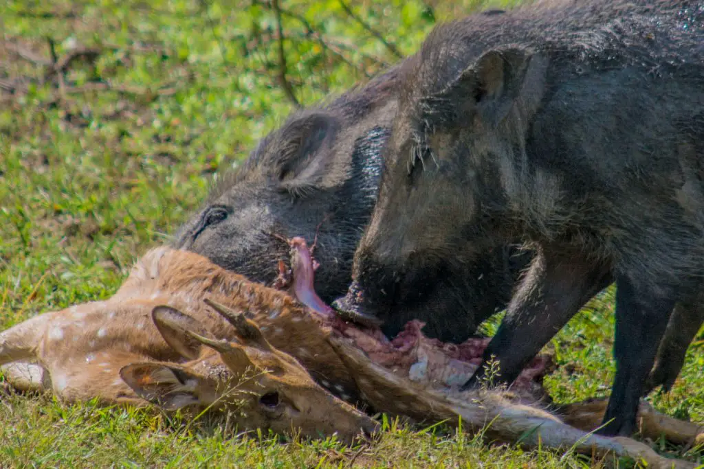 wild boar eating dead deer